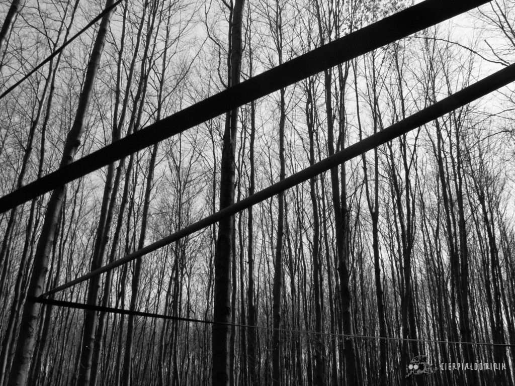 Dominik Cierpiał granice natury instalacja artystyczna nature lines art instalation